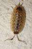 Porcellio spinicornis